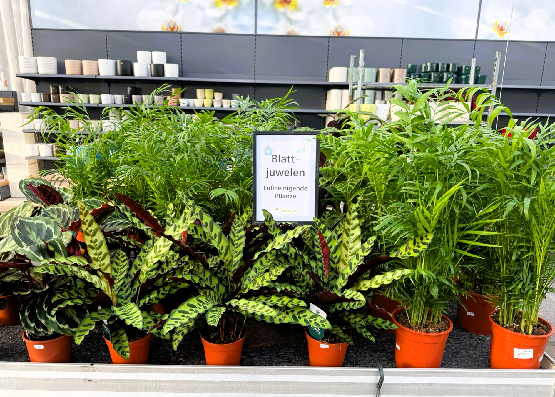 Monheimer Blumenmarkt